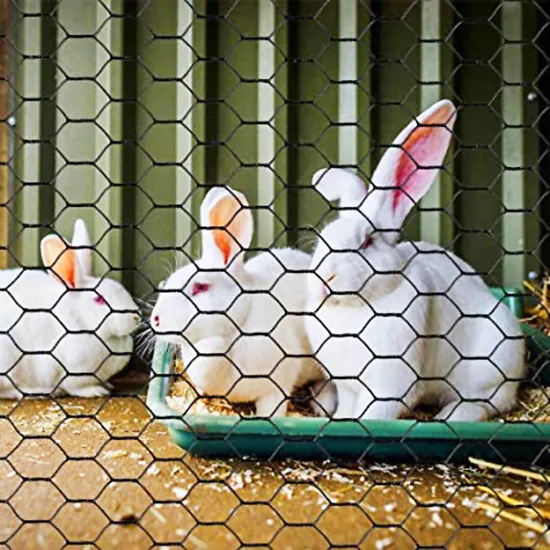 Poultry Breeding Hexagonal Weave Galvanized Iron Wire Mesh Netting 