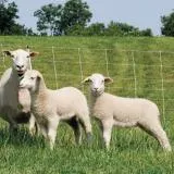 Electric Netting Is Adaptable to Dips and Curves in Difficult Grand 